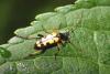 Rutpela maculata